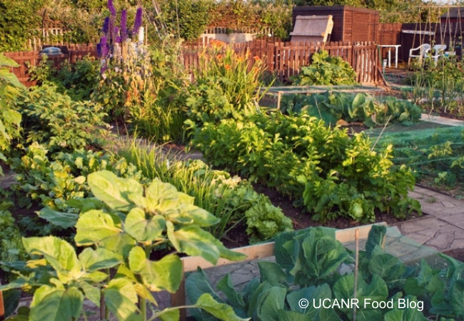 Lush vegetable garden