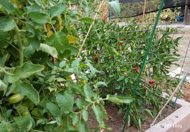 Tomatoe and pepper plants