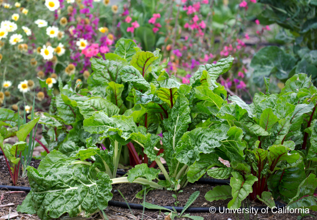 Fall veggies and summer flowers © University of California