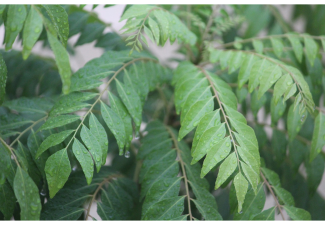 Indian curry leaves on stem of plant