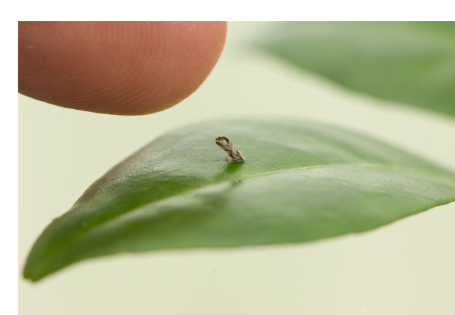 Asian citrus psyllid is small compared to an human finger tip.