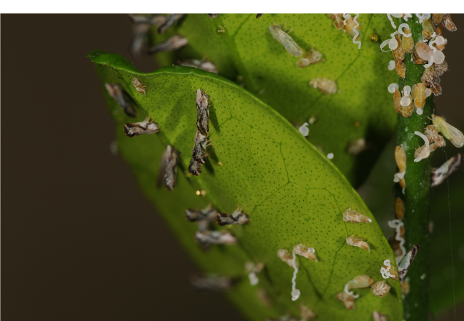 Close-up view of a heavy infestation of Asian citrus psyllid (ACP) adults and nymphs on a citrus plant.