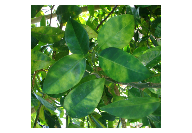 Huanglongbing (HLB) also known as citrus greening causes blotchy mottle on citrus leaves.