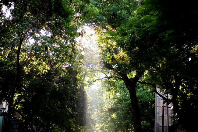 Sunday Sunlight, Poe's Gardens, Madras by Ravages is licensed under CC BY-NC-SA 2.0.