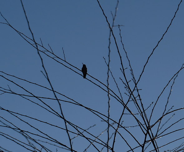 Mother hummingbird sitting at the top of the tree.