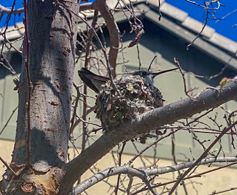 Patiently sitting on her nest. It takes 2 weeks until the eggs hatch.