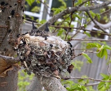 The first time I laid eyes on the hatchlings, they had with tiny beaks and tightly shut eyes.