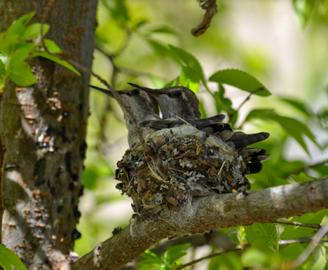 Barely fitting in the nest.