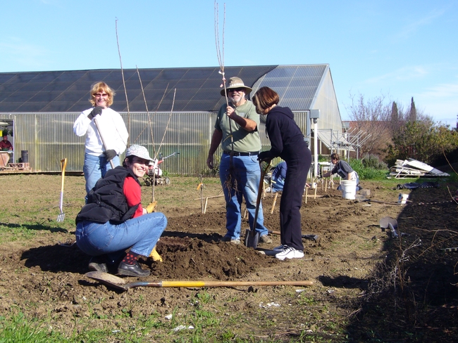 Master Gardeners Planting Bare Root Fruit Trees