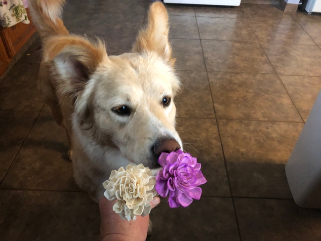 Beige dog smelling a painted (purple flower that is being held next to an unpainted flower