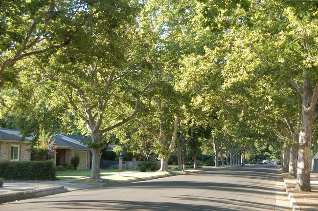 Sycamores on Elm St., Woodland. photo by Steve Radosevich