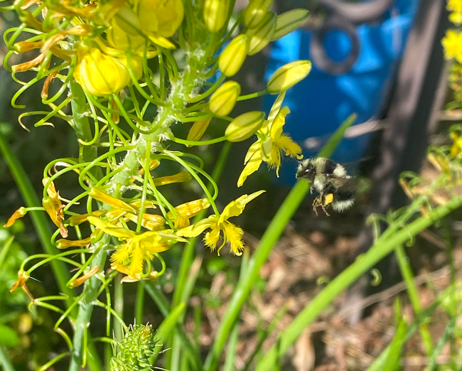 American bumble bee feeding on Bulbine bullbosa suculent.