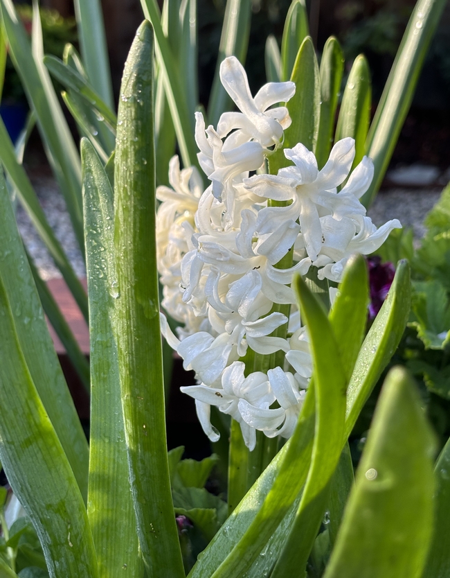 Hyacinth.