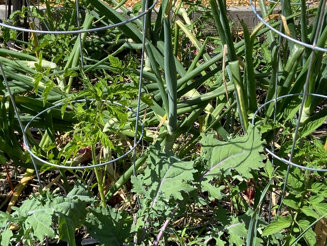 Left : onions, kale, and baby tomatoes growing in same bed.photos by Lorie Hammond