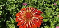 Zinnia at Metzger Zinnia Patch. photo by Jennifer Baumbach for The Savvy Sage Blog