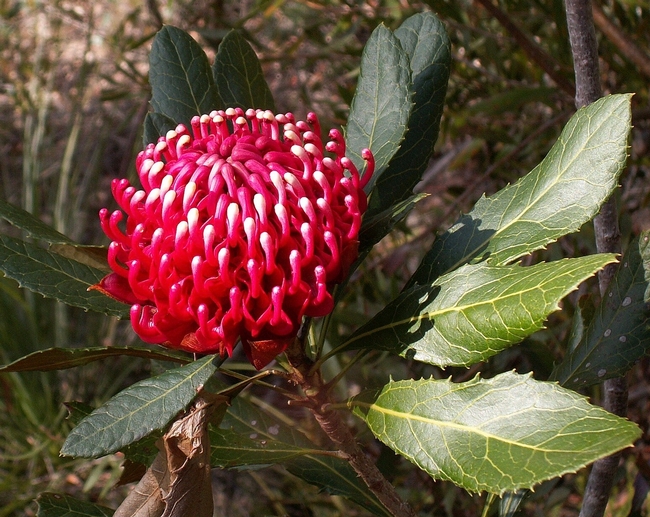 https://en.wikipedia.org/wiki/Waratah#/media/File:Telopea_aspera_inflorescence.JPG