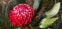 https://en.wikipedia.org/wiki/Waratah#/media/File:Telopea_aspera_inflorescence.JPG for The Savvy Sage Blog