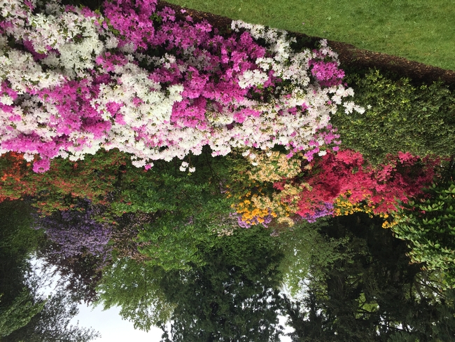 UW Botanical Gardens azaleas