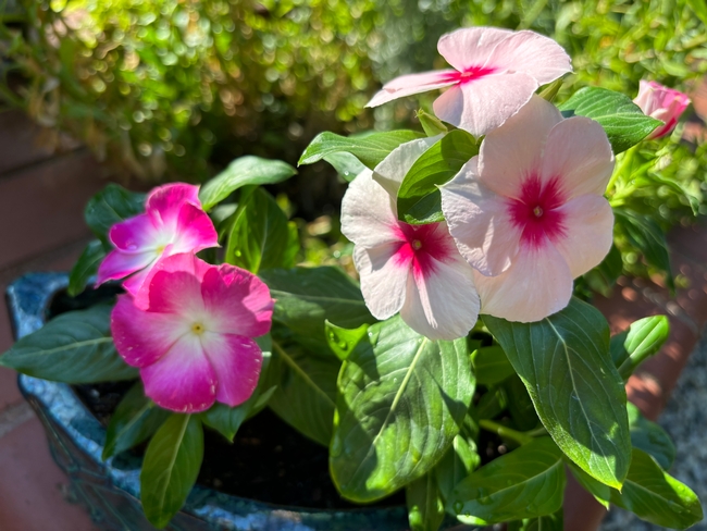 The perky vincas.