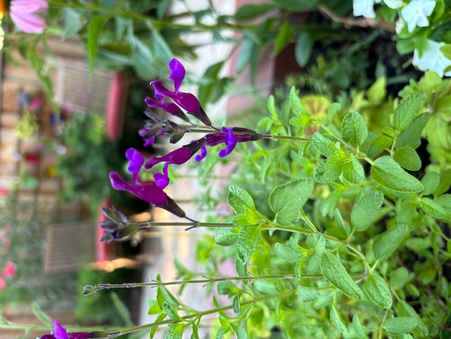 Sage (Salvia x jamensis 'Ignition Purple')