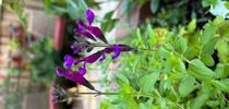 Sage (Salvia x jamensis 'Ignition Purple') for The Savvy Sage Blog