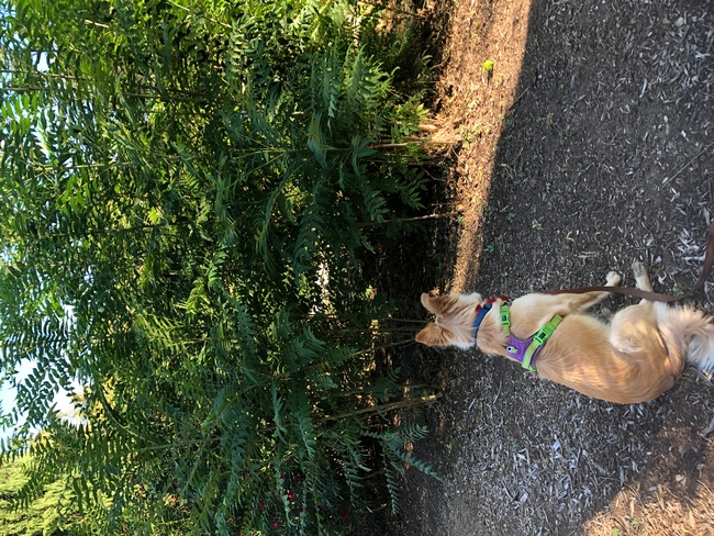 A cluster of Tree of Heaven in background and a golden dog wearing a purple harness sitting in front (facing the trees)