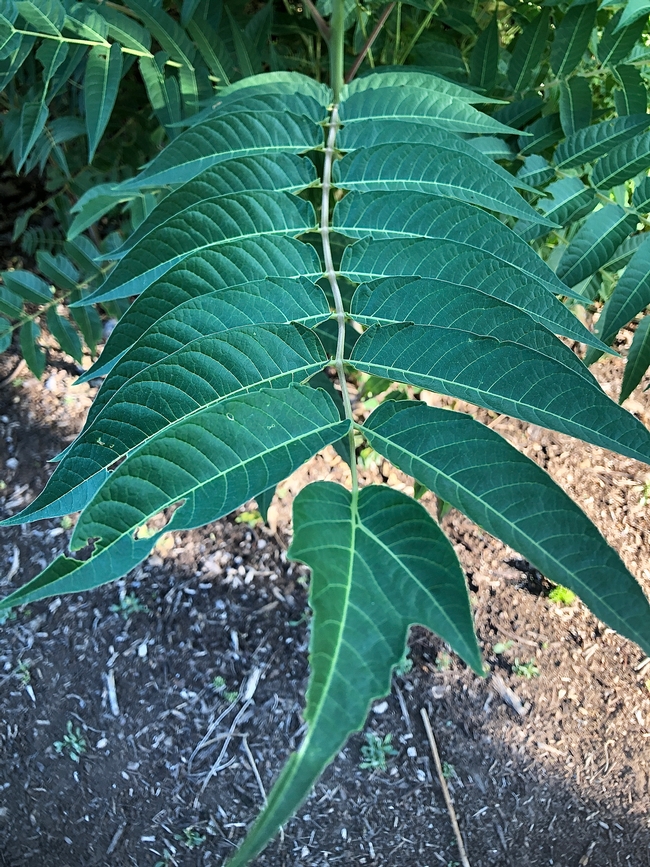 A branch of Tree of Heaven with deep green, long thin, symmetrical leaves aligned in pairs along the branch, with a single leaf at the tip.