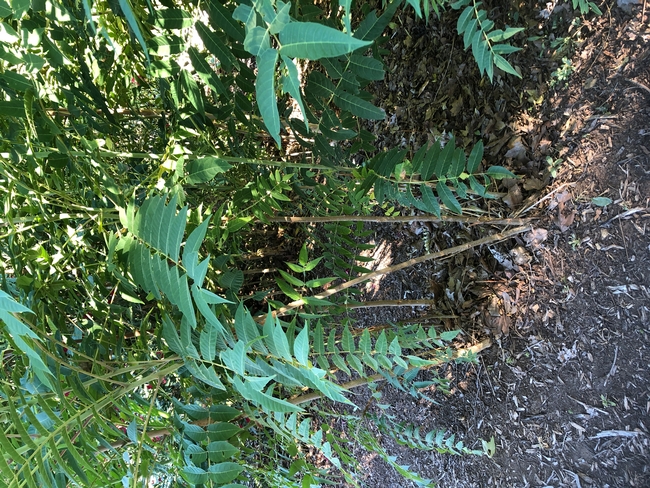 A collection of thin light brown and light green trunks with branches full of long deep green leaves