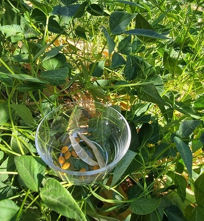 Dried tepary beans and pod in bowl.