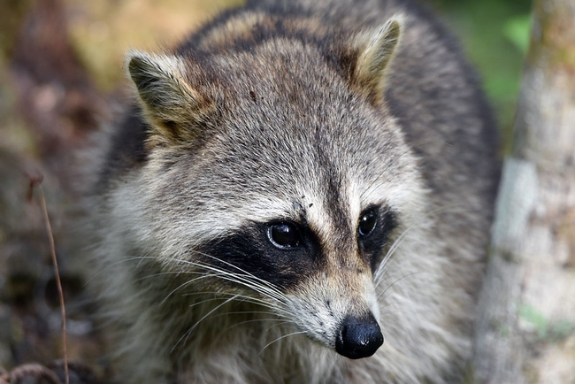 Raccoon Portrait by Charles Patrick Ewing is licensed under CC BY 2.0.