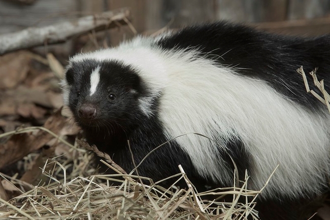 Striped Skunk Clementine by Smithsonian's National Zoo is licensed under CC BY-NC-ND 2.0.