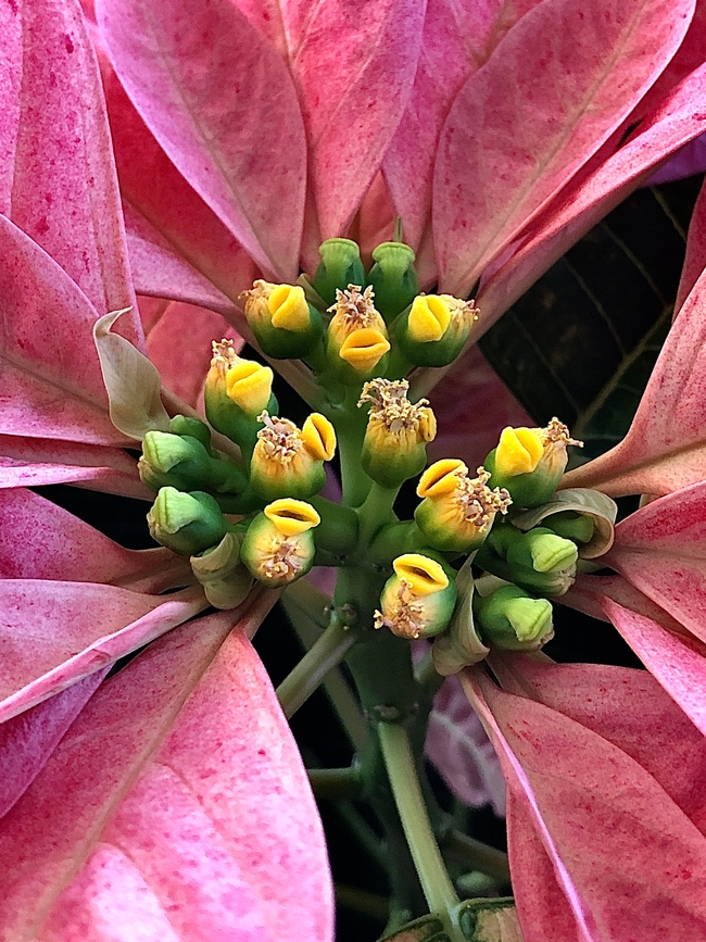 The base of many pink petal shapes leaves attached around a cluster of green and yellow flowers.  The green flowers look like round beads with a line on the top and the yellow flowers have some tanish string like masses at the top and a yellow mouth shaped opening on the side.