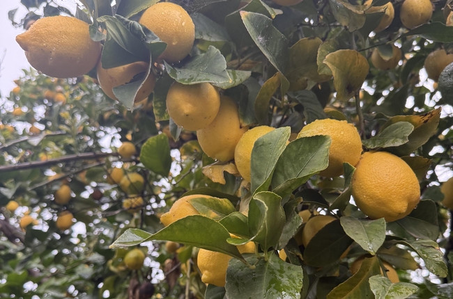 Lemons on a tree.