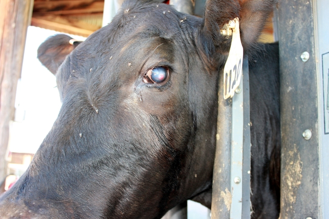 Angus cow with pinkeye