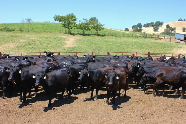 Beef cattle at SFREC