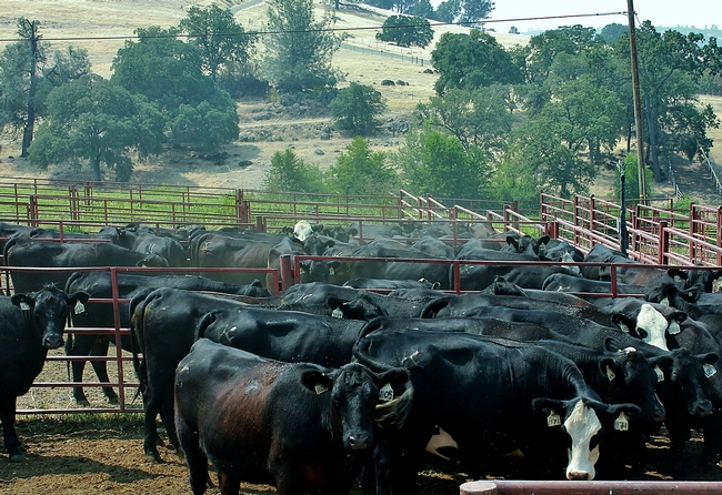A group of heifers at the Sierra Foothill Research & Extension Center