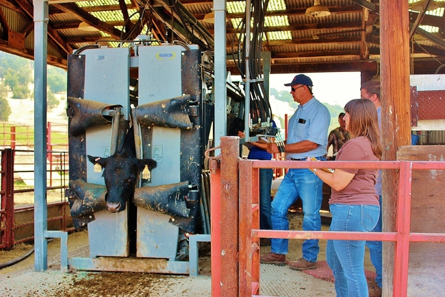 Researchers evaluate the handling of beef cattle as part of this assessment.