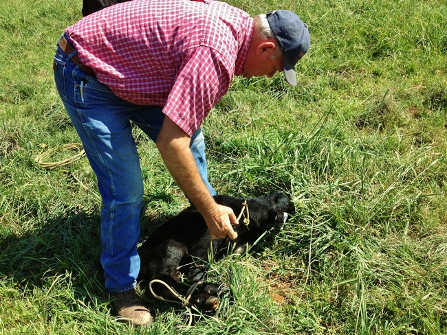 Jerry Johnson, UCD Beef Cattle Facility Manager, handles and records all calves born at SFREC