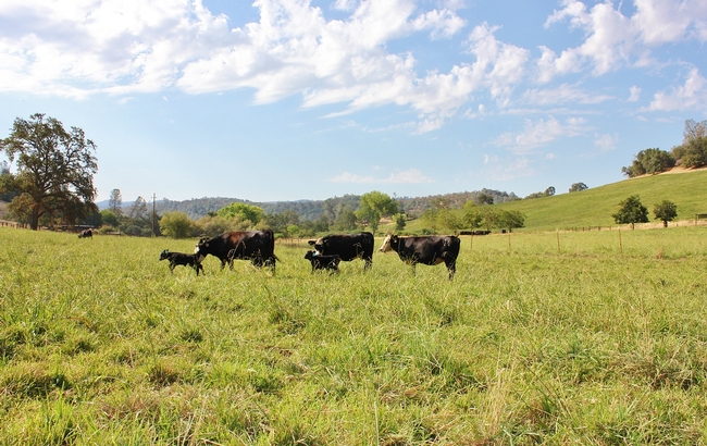 Happy cows and calves frolicking in the irrigated pasture at SFREC.
