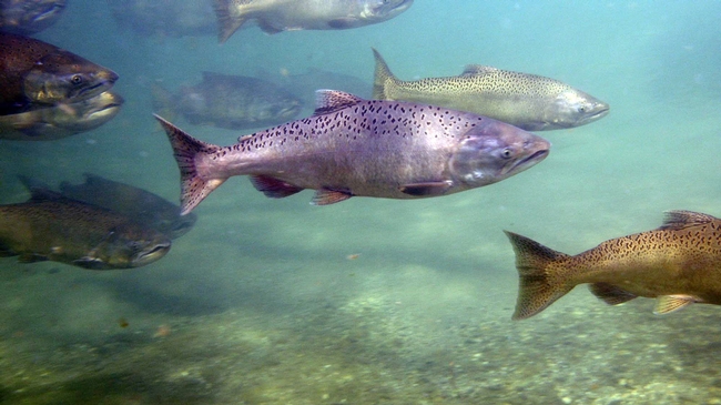 Chinook salmon making their way upstream in the Yuba River