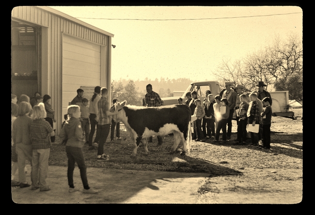 This historic photo shows a hands-on learning event with students and beef cattle previously hosted at SFREC.
