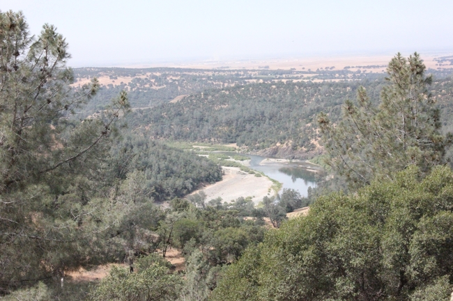Looking down on the Yuba River from one of the SFREC grazing sites.