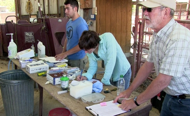 Researchers recording observations as cattle are processed