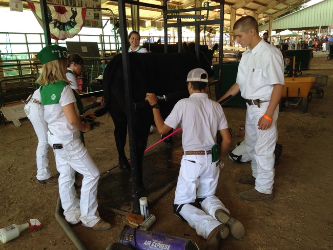 The Browns Valley 4-H beef group, working together to prepare their market steers for the show