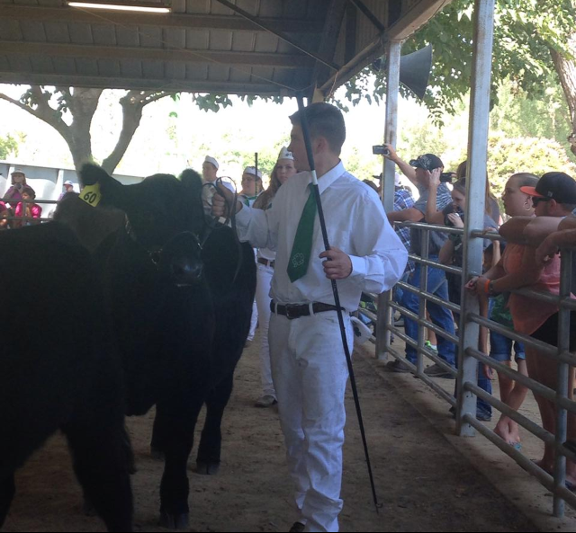 Jake Williams of Smartsville 4-H in the show ring at the Yuba-Sutter Fair