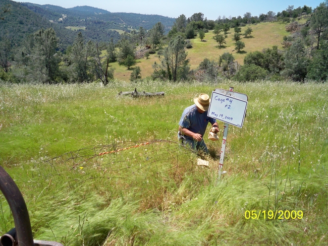 Martin Beaton of UC SFREC clipping peak standing crop forage on May 19th, 2009