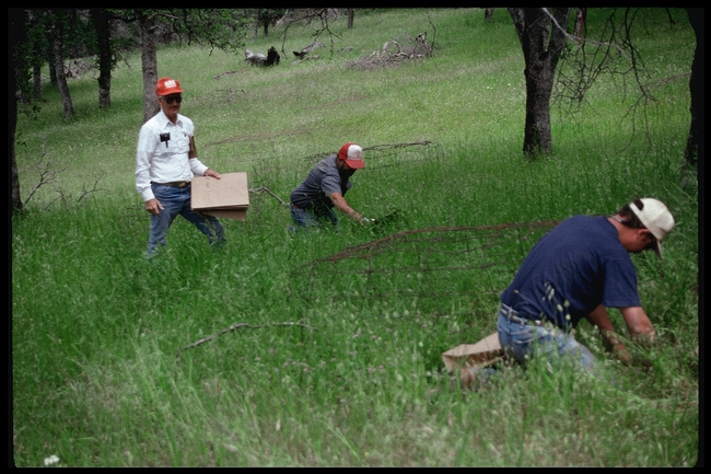 UC SFREC staff members taking forage clippings many years ago