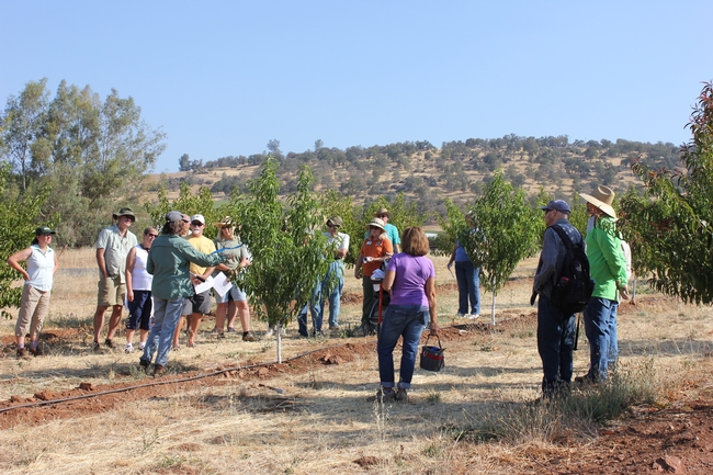 UCCE Tree Crop Farm Advisor, Janine Hasey speaking to 20 local participants concerning summer pruning of apricots, pre-planting procedures and dormant spray options.