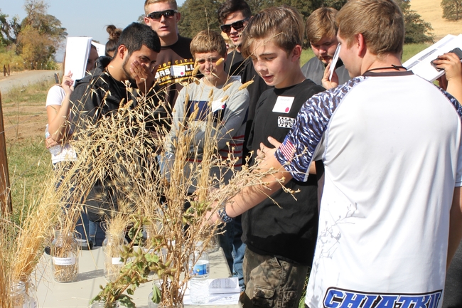 Students practice categorizing rangeland plants
