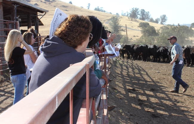 Dan Macon, SFREC Animal Health Technician, demonstrates techniques for low stress handling of cattle